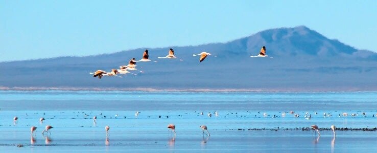 LAGUNA DE LLANCANELO (Malargüe)