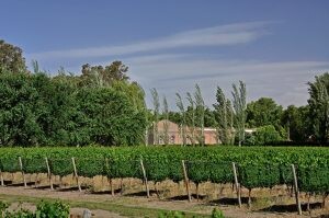 RUTA DEL VINO, San Rafael, Mendoza