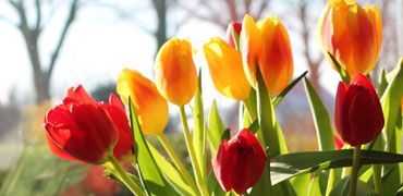 workshop tulpen schilderen