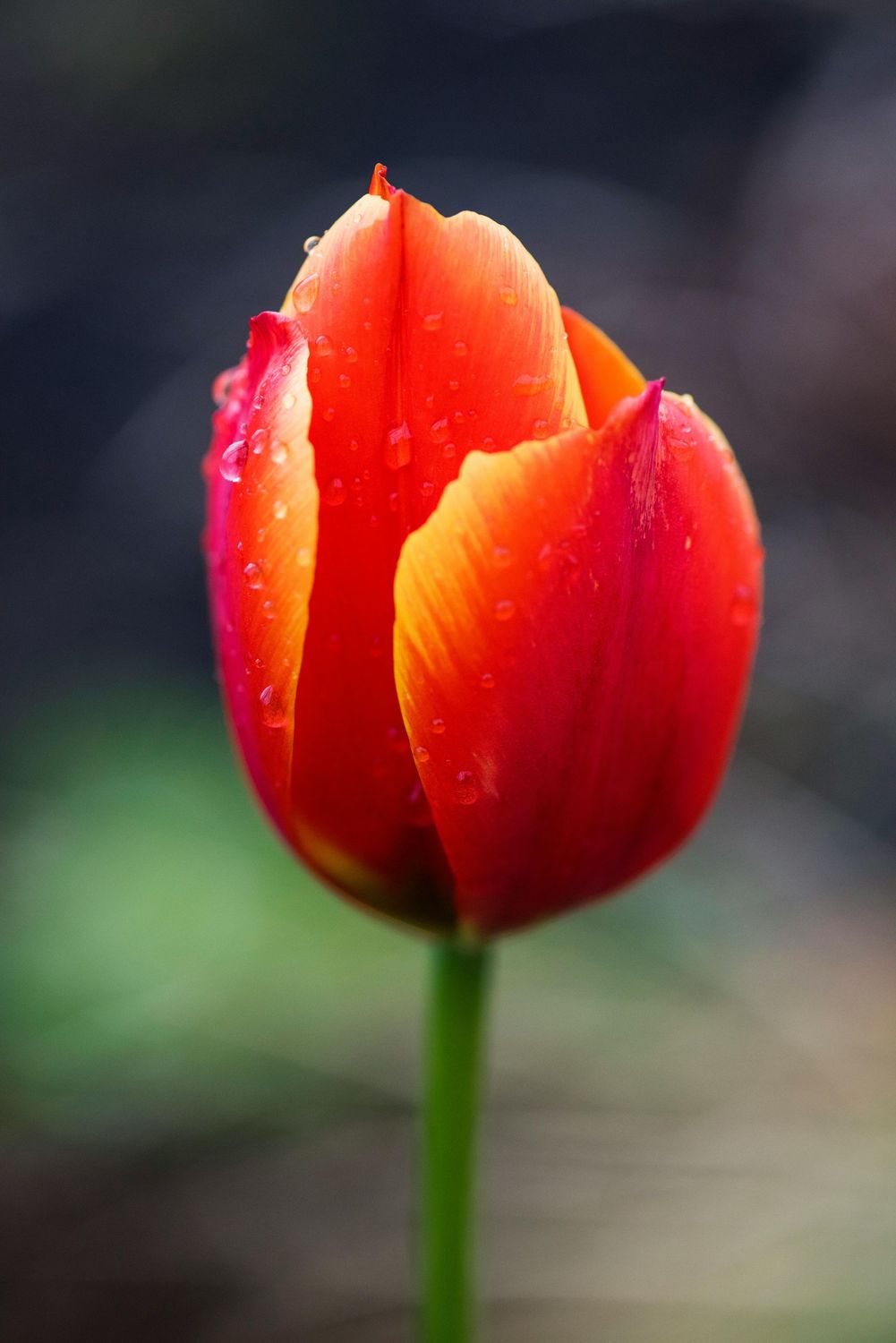 Workshop tulpen schilderen