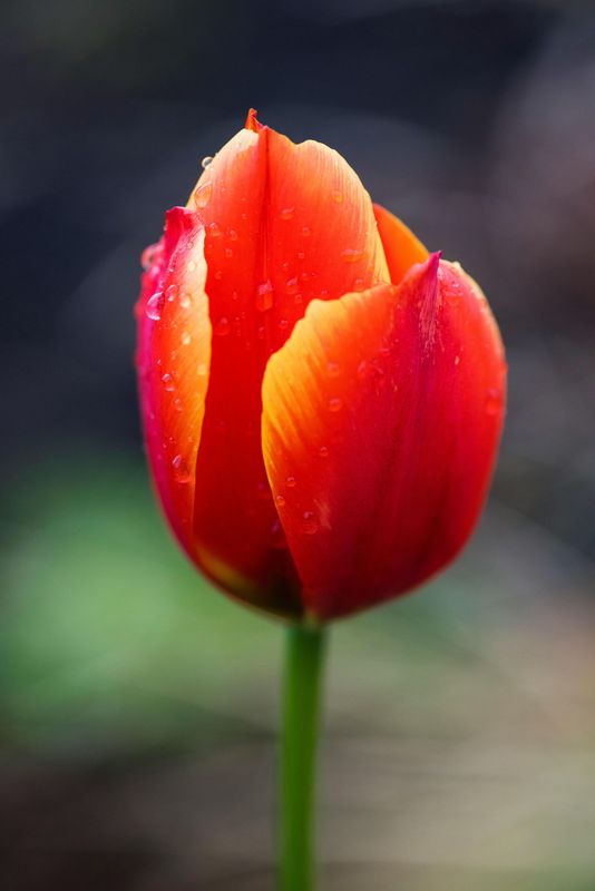Workshop tulpen schilderen