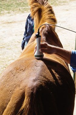 Equine Products