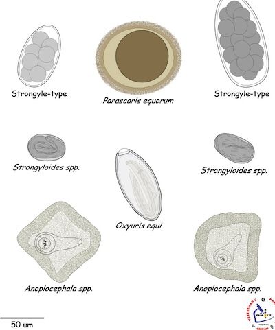 Worm Count - Lung Worms & Intestinal worms combined