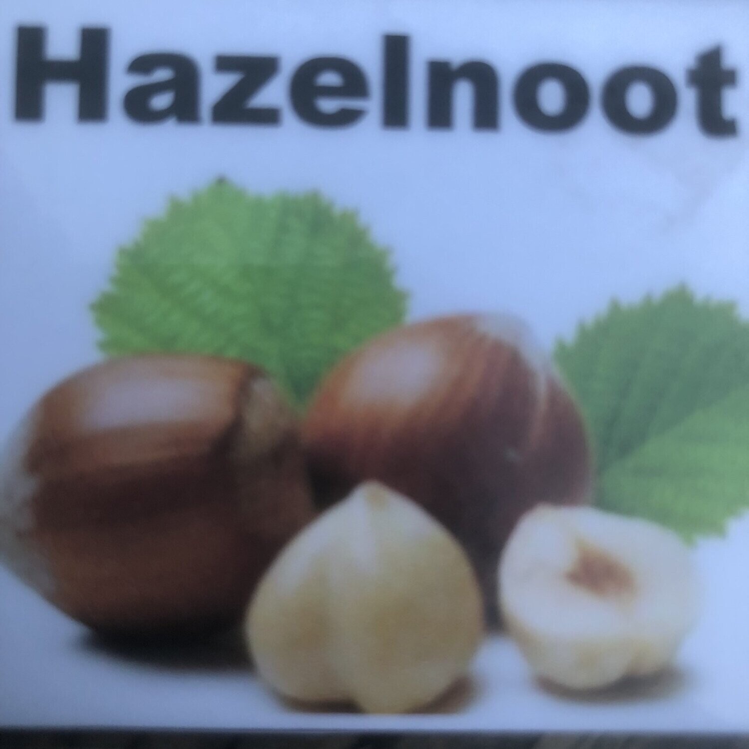 Hazelnoot