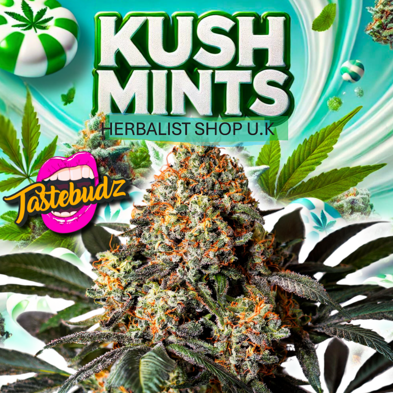 KUSH  MINTS? EXOTIC AAA CALI PREMIUM CANNABIS STRAIN?????Payment by bank transfer or crypto only atm thank you