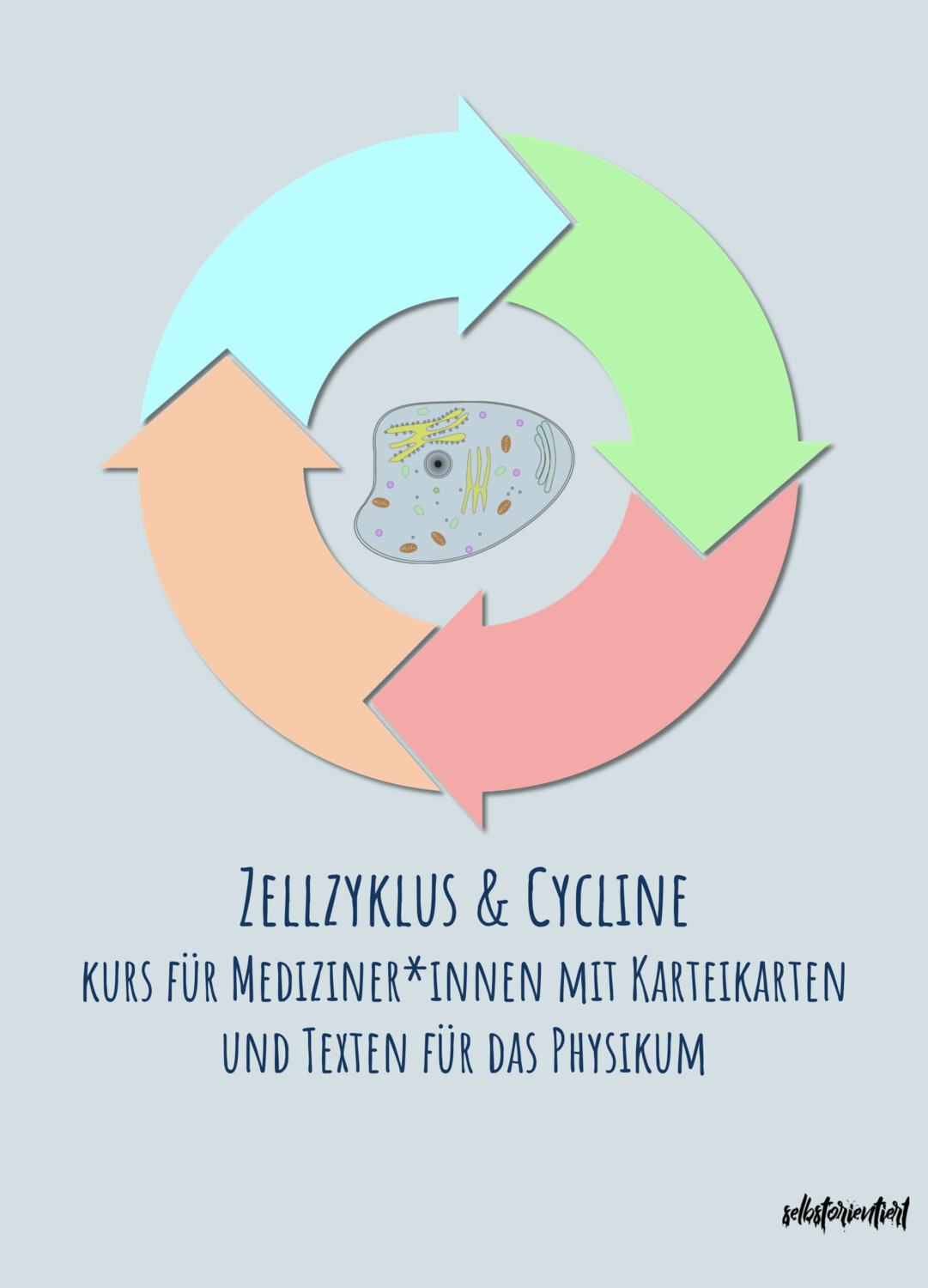 Zellzyklus & Cycline - Kurs mit Karteikarten & Texten