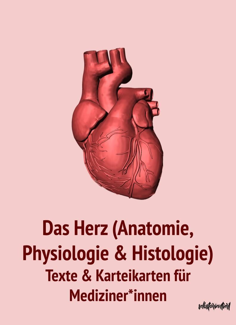 Herz (Anatomie, Histologie & Physiologie) - Text & Lernkarten