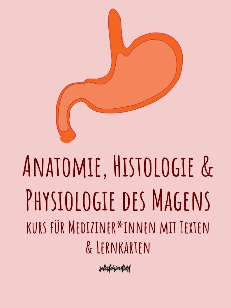 Magen (Anatomie, Histologie & Physiologie) - Text & Lernkarten