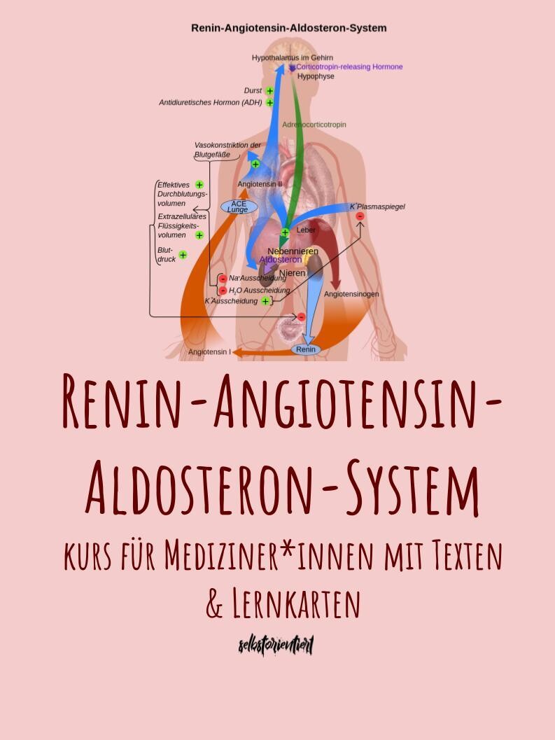 Renin-Angiotensin-Aldosteron-System - Text & Lernkarten