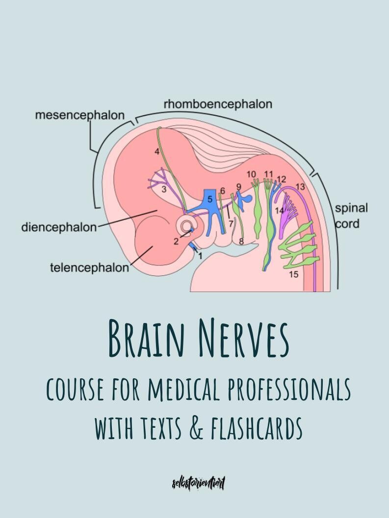 All Brain Nerves - Texts & Flashcards