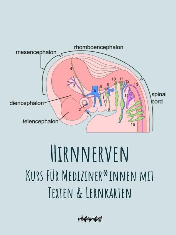 Hirnnerven - Text & Lernkarten