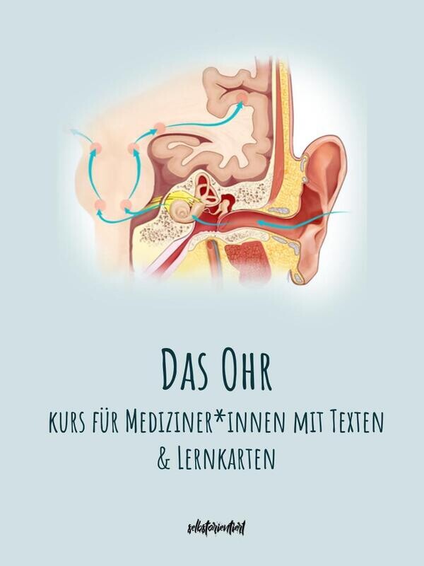 Das Ohr - Text & Lernkarten