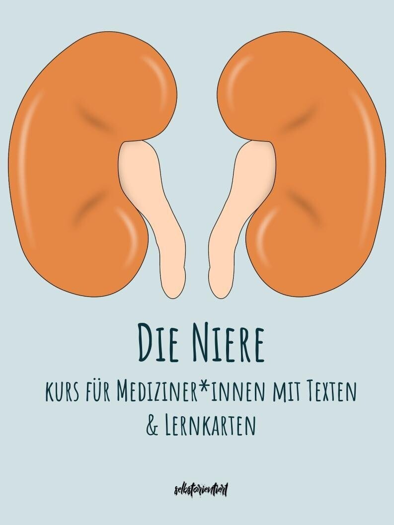 Die Niere - Text & Lernkarten