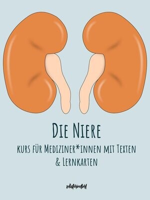 Die Niere - Text & Lernkarten