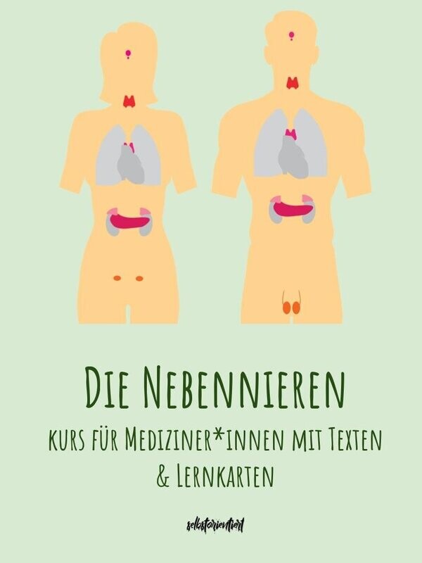 Die Nebennieren - Text & Lernkarten