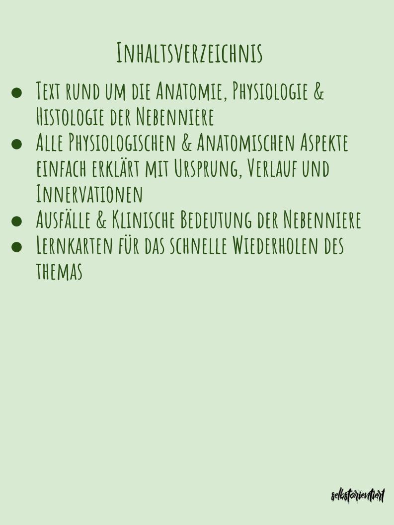 Die Nebennieren - Text & Lernkarten