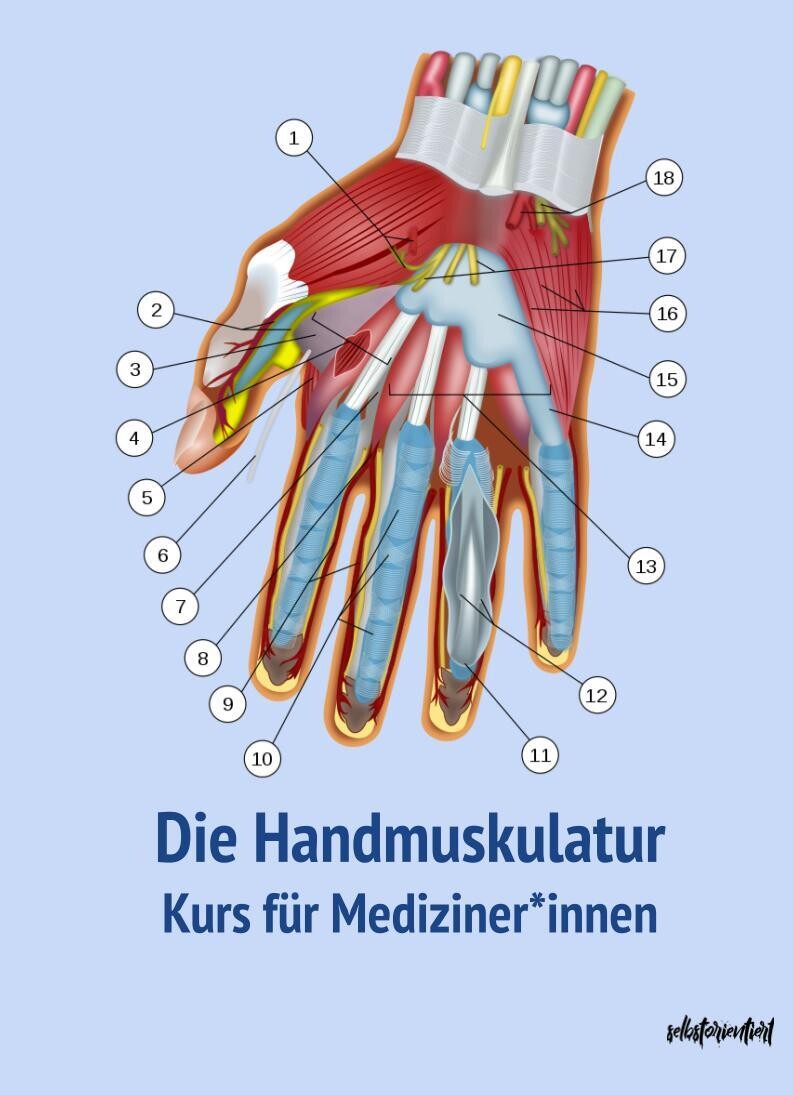 Die Handmuskulatur - Text & Lernkarten