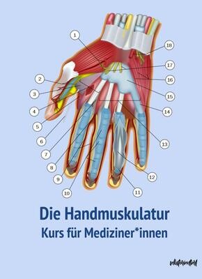 Die Handmuskulatur - Text & Lernkarten