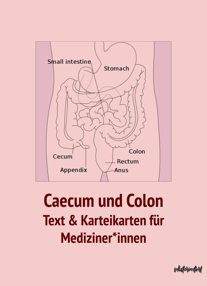 Caecum & Kolon - Text & Lernkarten