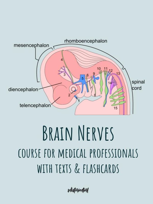 All Brain Nerves - Texts & Flashcards
