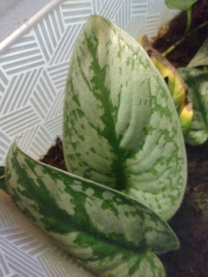 Silver Satin Scindapsus Pictus Pothos