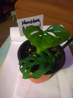 Monstera adasonii