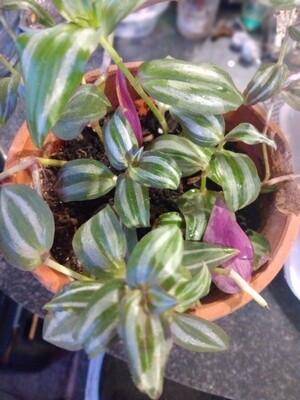 Tradescantia