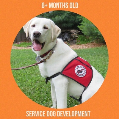 TD12 - SERVICE DOG DEVELOPMENT