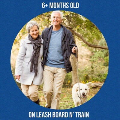 TD07 - 2 WEEK BASIC ON LEASH BOARD N' TRAIN TD07 - 2 WEEK BASIC ON LEASH BOARD N' TRAIN