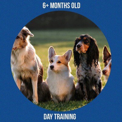 TD06 - 10 DAY BASIC ON LEASH DAY TRAINING TD06 - 10 DAY BASIC ON LEASH DAY TRAINING