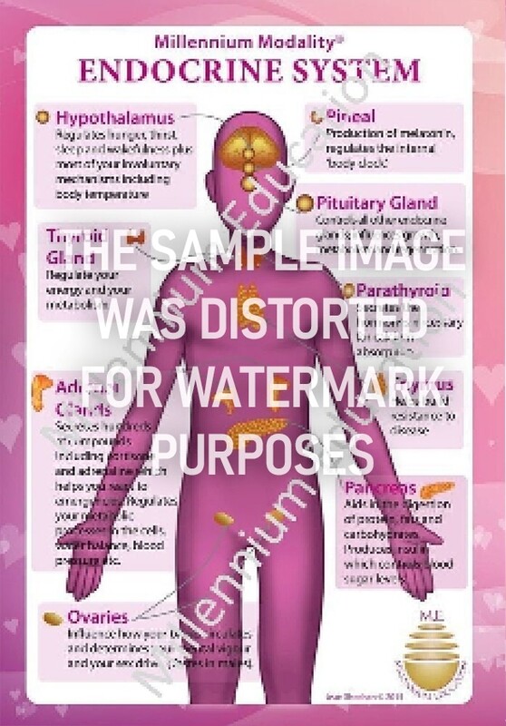 Endocrine System Chart