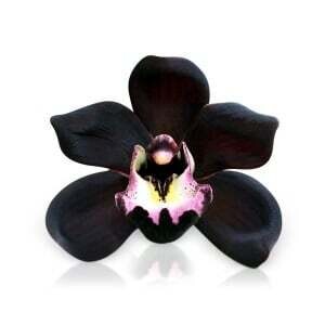 Black Orchid is een dupe van Tom Ford.