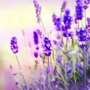 Lavendel, rustgevende geur en ook nog eens ideaal tegen de muggen!