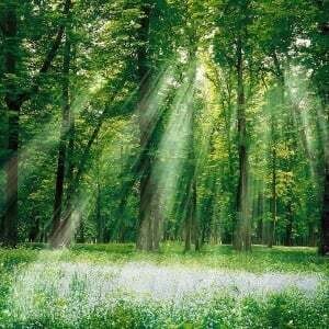 Mystic forest Zoete, houtachtige, aromatische en complexe geur.