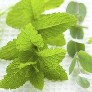 Peppermint Frisse geur van eucalyptus en mint.