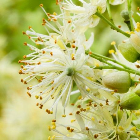 The niche collection Tayda eau the parfum 15ML The niche collection Tayda eau the parfum 15ML