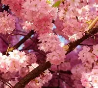 Cherry blossom Cherry blossom