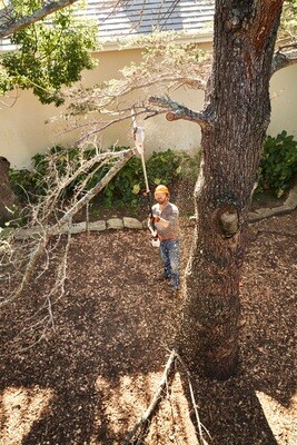 STIHL HTA 50