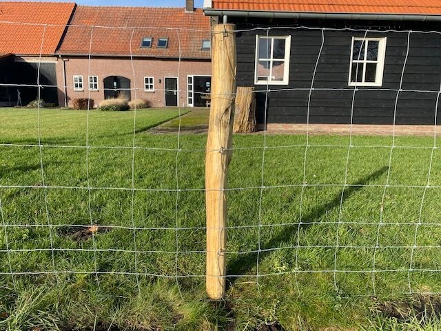 Schapengaas met een robinia paal voor een grasveld.