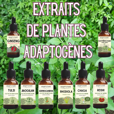 Plantes adaptogènes