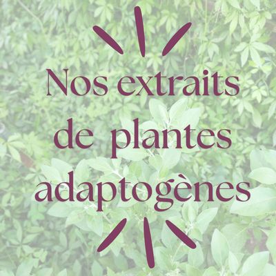 Plantes adaptogènes