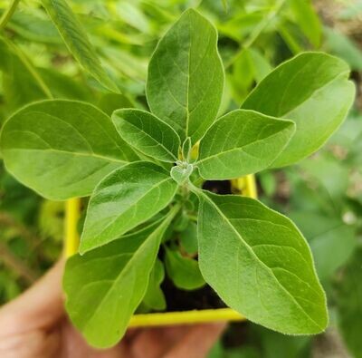 Plant d'ashwagandha (quantité limitée) Plant d'ashwagandha (quantité limitée)