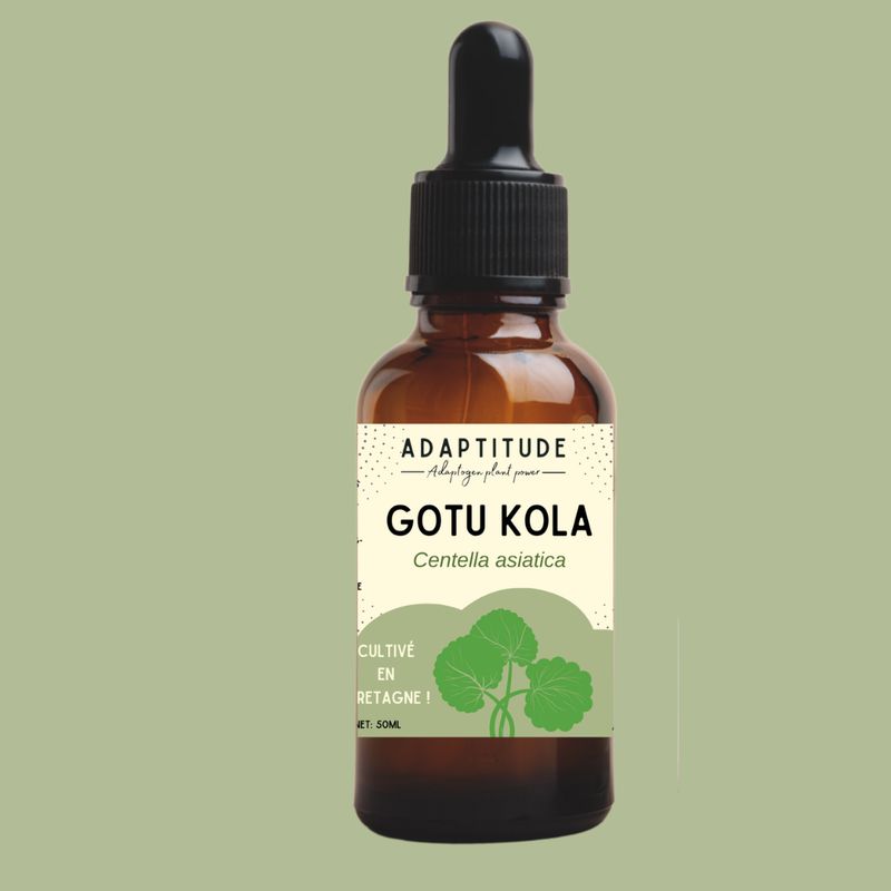 Extrait de Gotu kola local (50ml) Extrait de Gotu kola local (50ml)