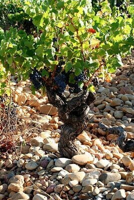 Rhone