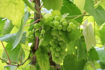 Albarino/Alvarinho