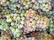 Pinot Grigio/Pinot Gris