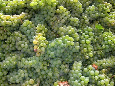 Sauvignon Blanc