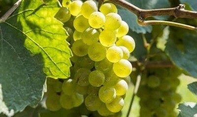 Chardonnay