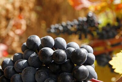 Rioja