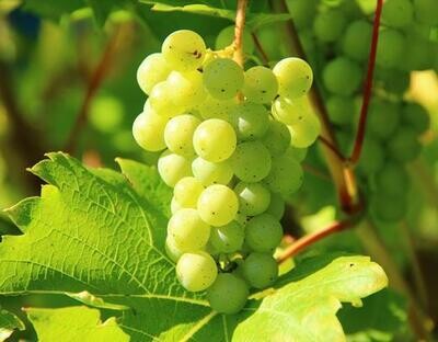 Other White Varietals